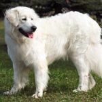 Amazing Facts About Slovak Cuvac