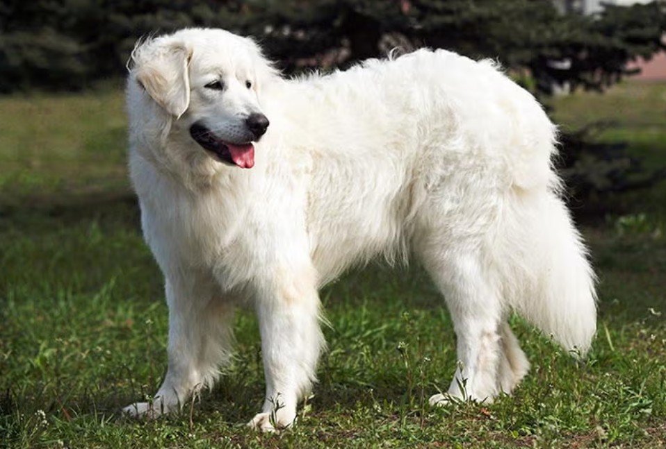 Amazing Facts About Slovak Cuvac