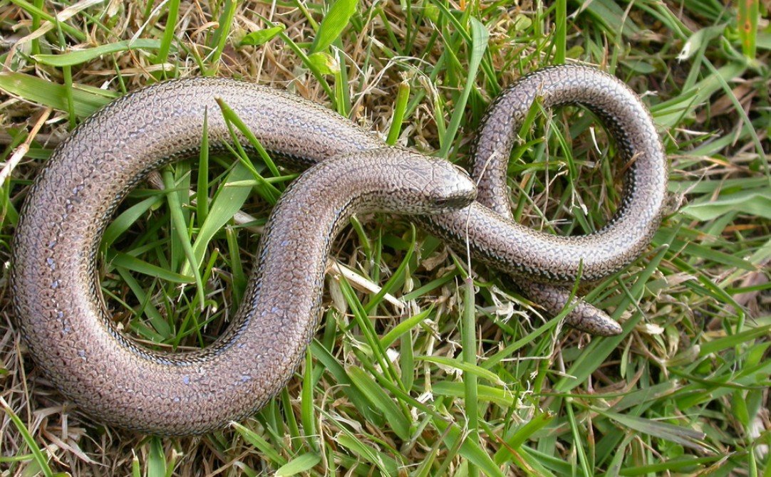 Amazing Facts About Slow worm
