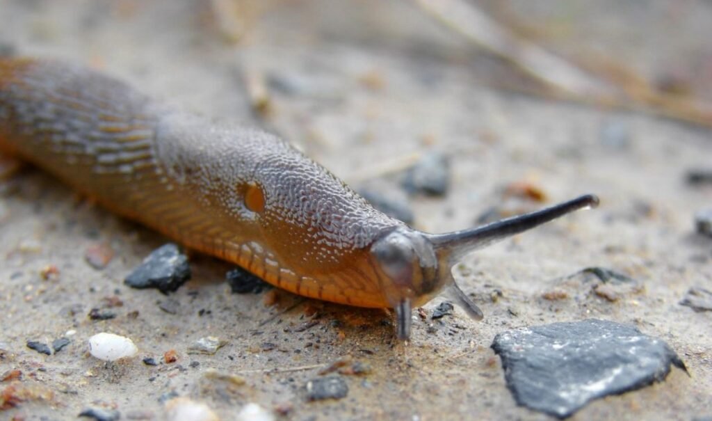 Amazing Facts About Slug