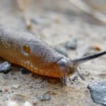 Amazing Facts About Slug
