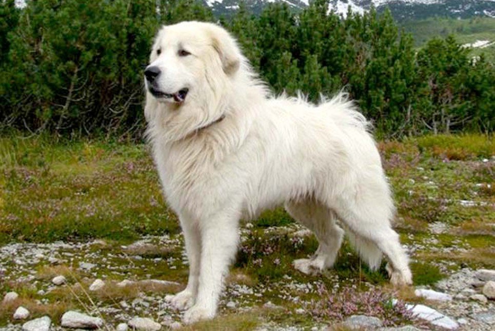 Characteristics and Attitude of Slovak Cuvac