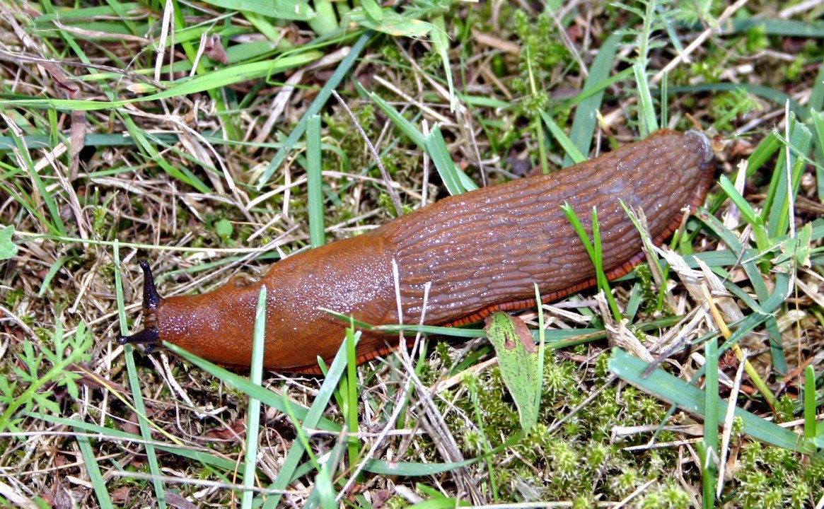 Characteristics and Attitude of Slug