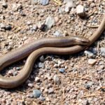 Characteristics and Attitude of slow worm