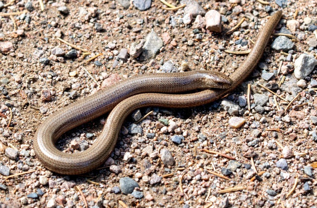 Characteristics and Attitude of slow worm
