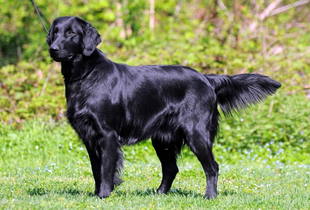 Personality and Temperament – Siberian Retriever Behaviour Traits