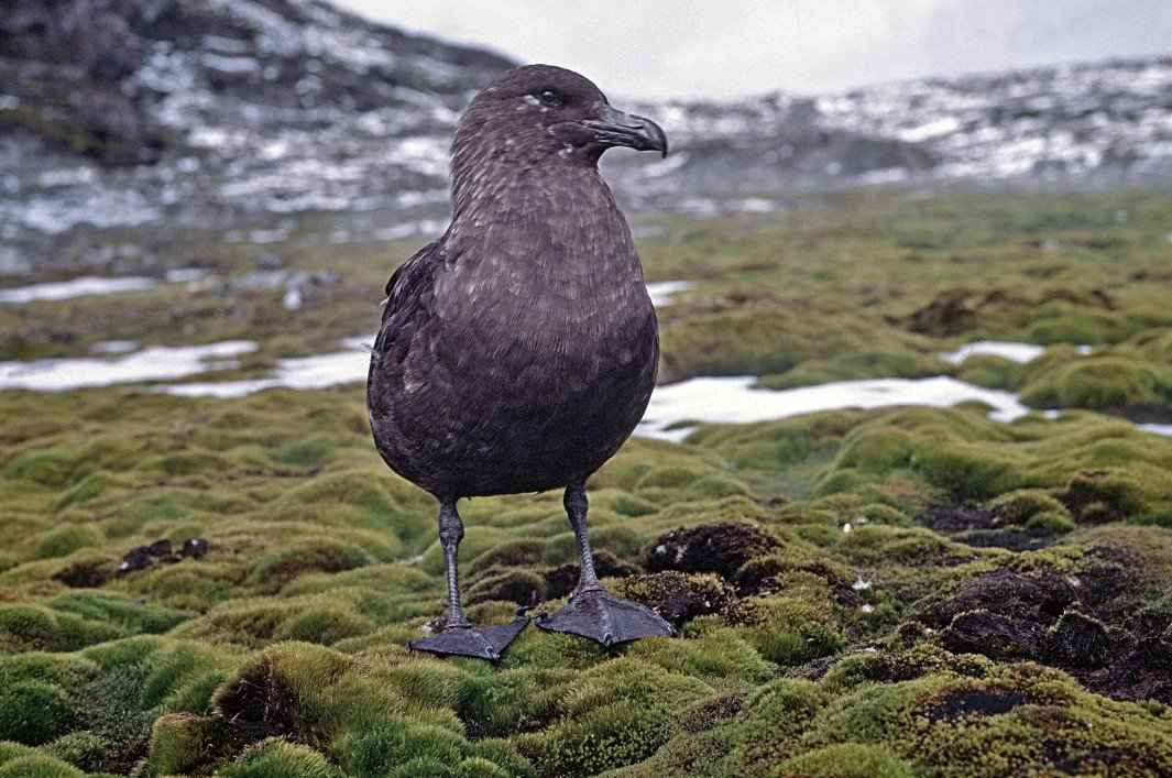 Physical Characteristics of Skua Birds