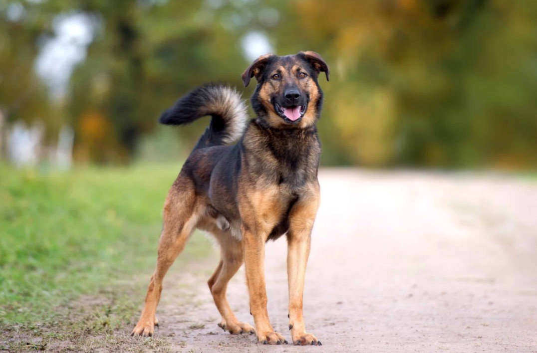 Shepweiler Dog - Facts, Pictures & Questions