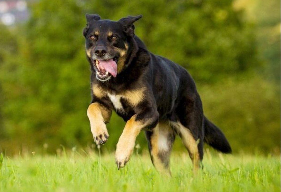Shepweiler Grooming, Diet, and Exercise