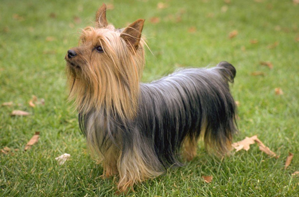 Silky Coat of Silky Terrier