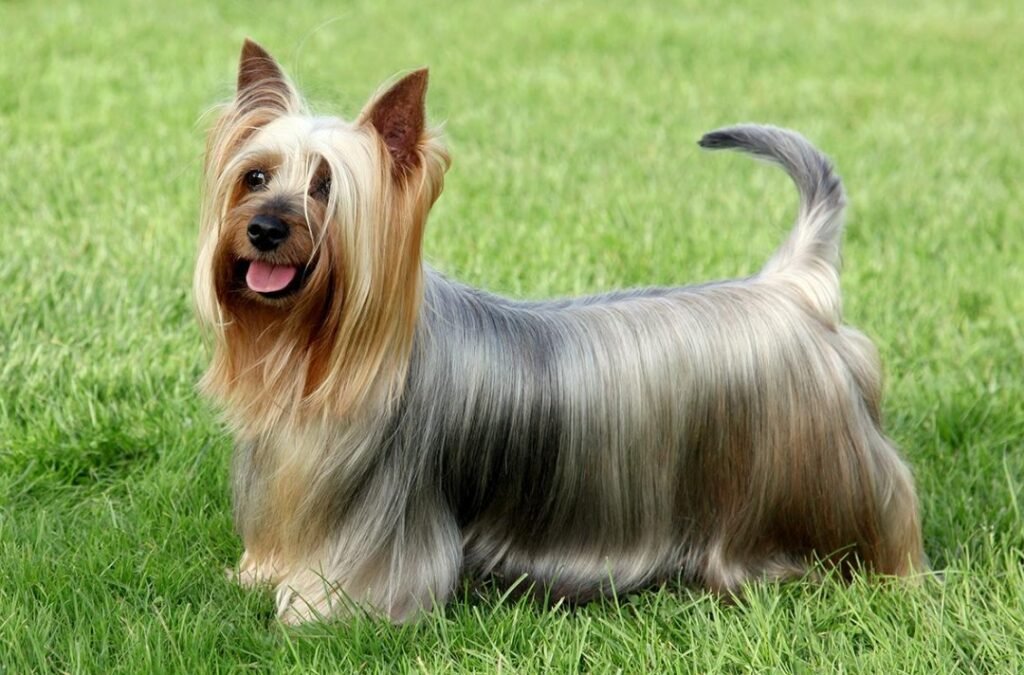 Silky Terrier- Facts, Pictures & Questions