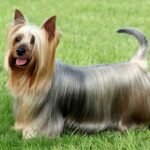 Silky Terrier- Facts, Pictures & Questions