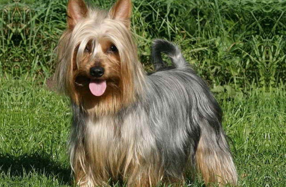 Silky Terriers are very active and enjoy playtime and exercise