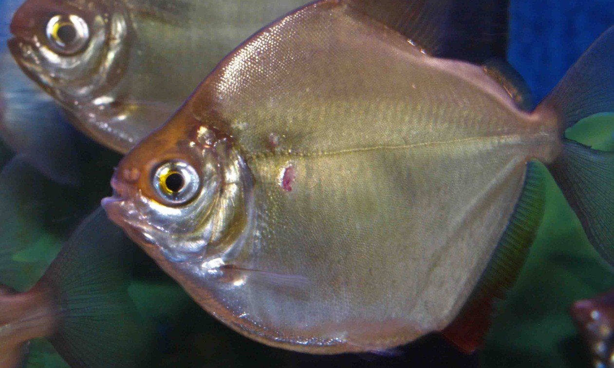 Silver Dollar Fish - Facts, Pictures & Questions