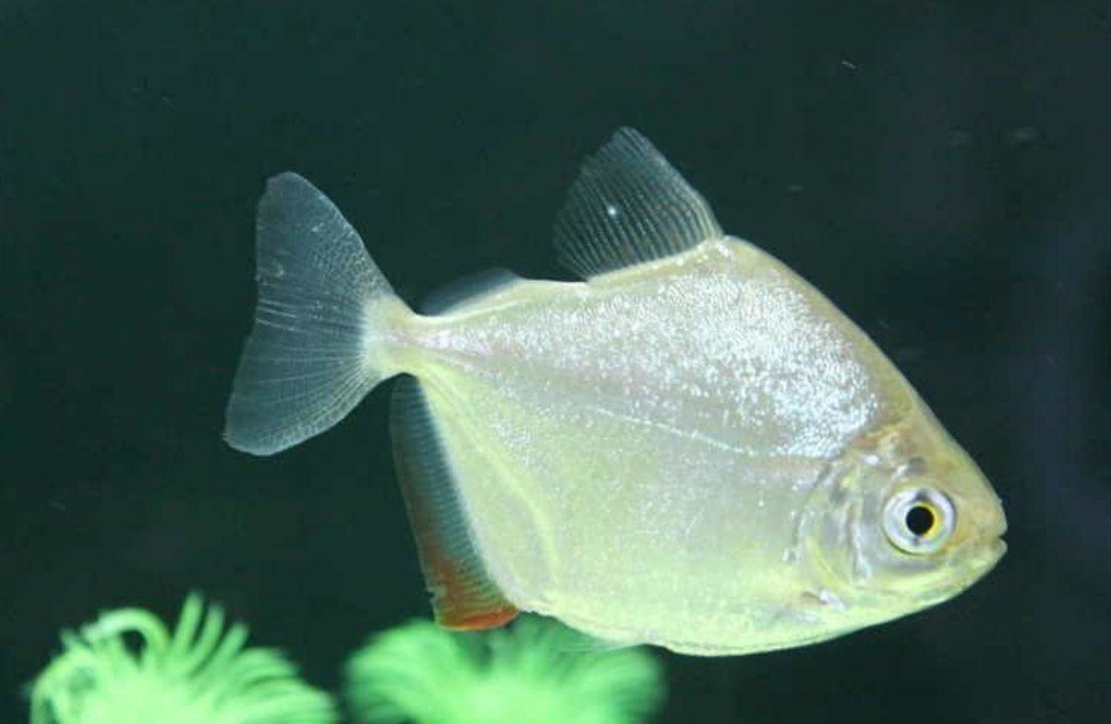 Silver Dollar fish are excellent swimmers