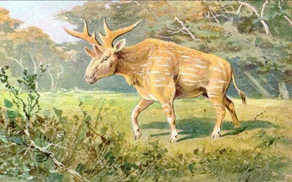 Sivatherium - Facts, Pictures & Questions