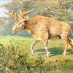 Sivatherium - Facts, Pictures & Questions