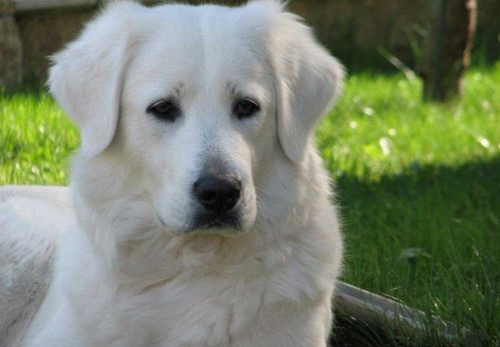 Top 10 Facts about Slovak Cuvac Dog