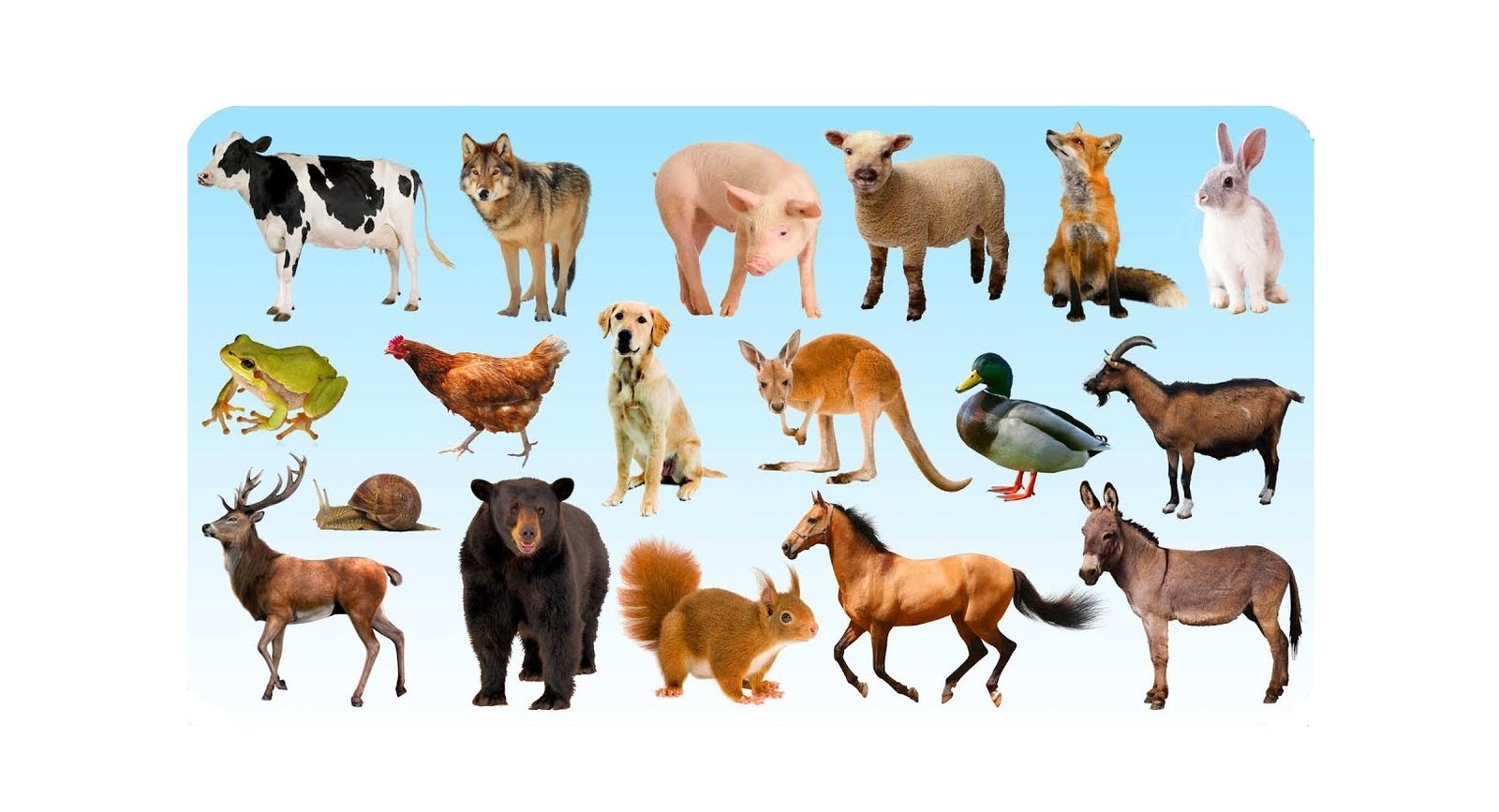 animals.in.net-website sitemap