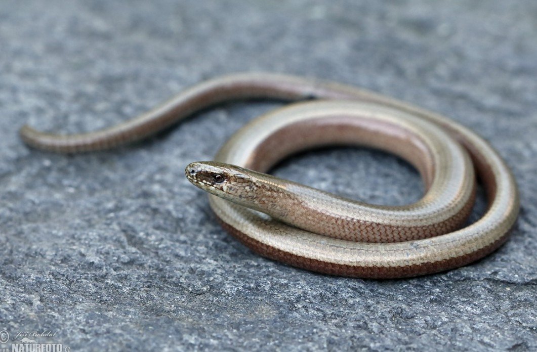 facts questions pictures of slow worm