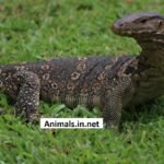 Asian Water Monitor – Facts Pictures Questions