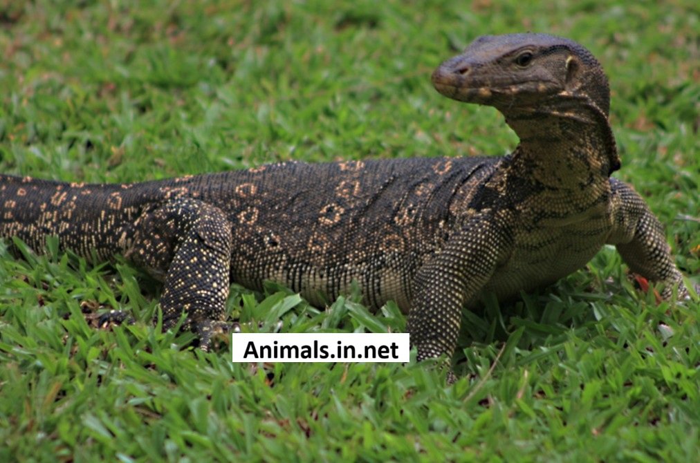 Asian Water Monitor – Facts Pictures Questions