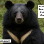 Asiatic Black Bear – Facts, Pictures & Questions
