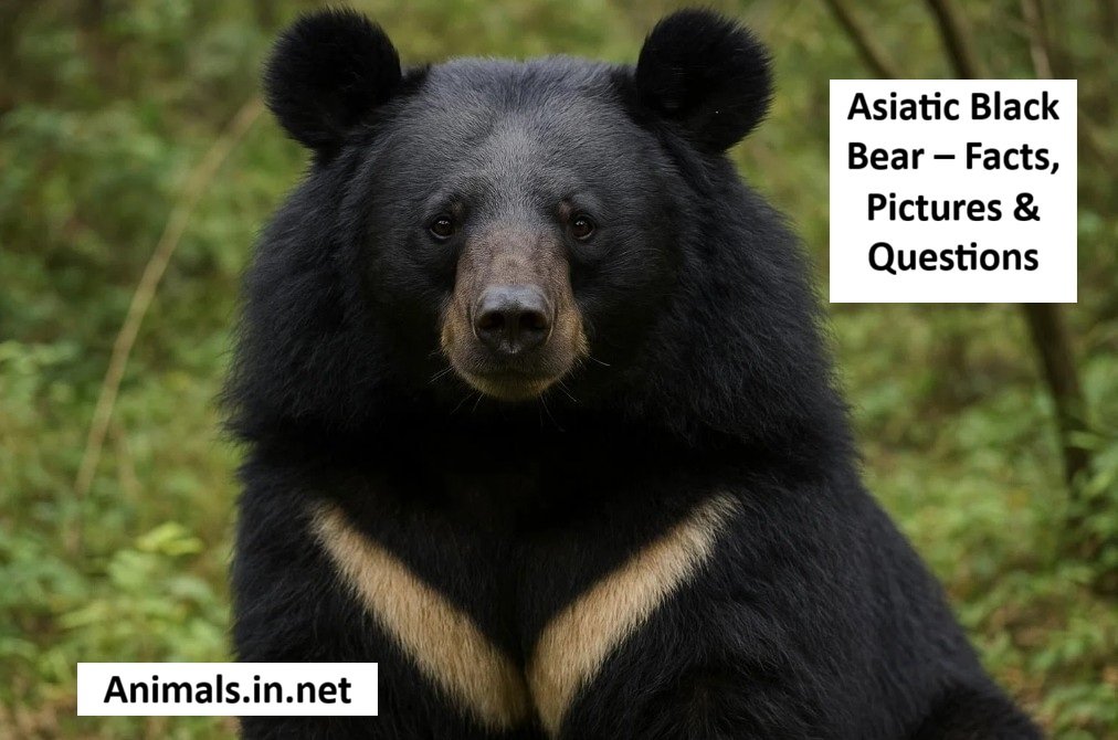 Asiatic Black Bear – Facts, Pictures & Questions